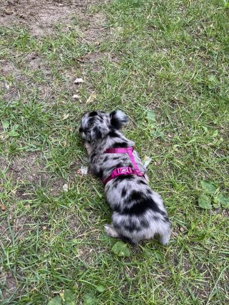 Zuckersüße reinrassige Chihuahua Welpen suchen ein neues zu Hause