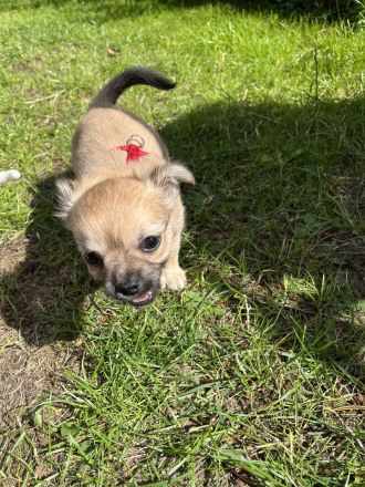 Zuckersüße reinrassige Chihuahua Welpen suchen ein neues zu Hause