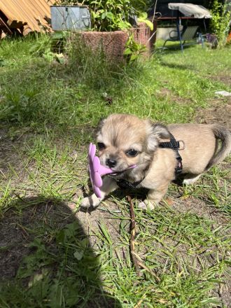 Zuckersüße reinrassige Chihuahua Welpen suchen ein neues zu Hause