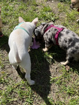 Zuckersüße reinrassige Chihuahua Welpen suchen ein neues zu Hause