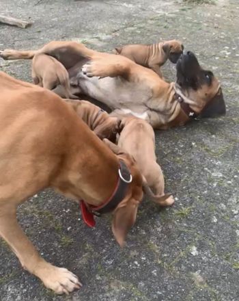 Unser hübscher reinrassige Rhodesian Ridgeback junger Rüde sucht ein neues liebevolles Zuhause.