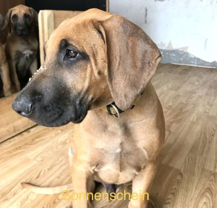 Unser hübscher reinrassige Rhodesian Ridgeback junger Rüde sucht ein neues liebevolles Zuhause.