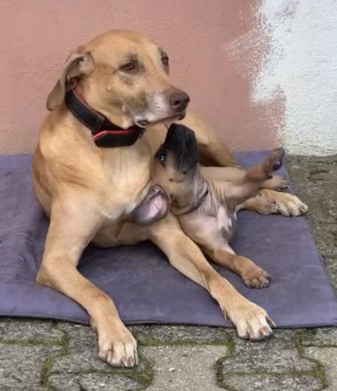 Unser hübscher reinrassige Rhodesian Ridgeback junger Rüde sucht ein neues liebevolles Zuhause.