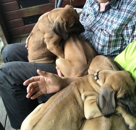 Unser hübscher reinrassige Rhodesian Ridgeback junger Rüde sucht ein neues liebevolles Zuhause.