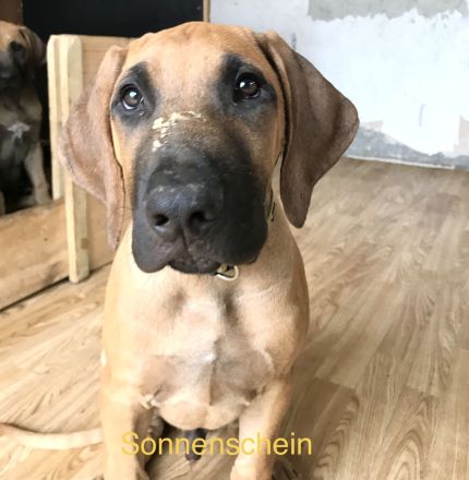 Unser hübscher reinrassige Rhodesian Ridgeback junger Rüde sucht ein neues liebevolles Zuhause.