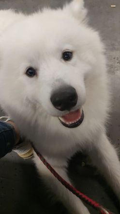 Reinrassiger samojede deckrüde