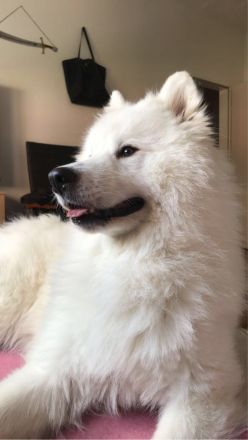 Reinrassiger samojede deckrüde