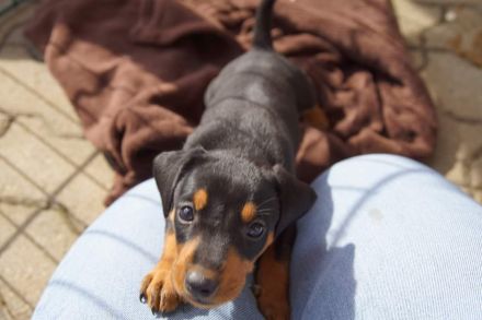 Deutscher Pinscher Welpen