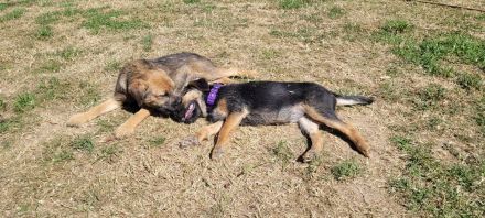 Border terrier welpen