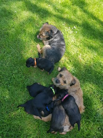 Border terrier welpen