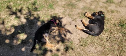 Border terrier welpen