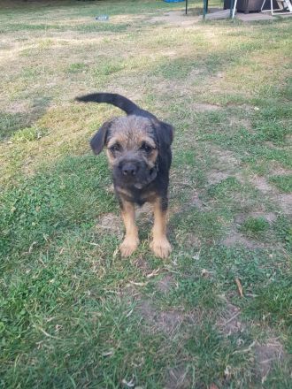 Border terrier welpen