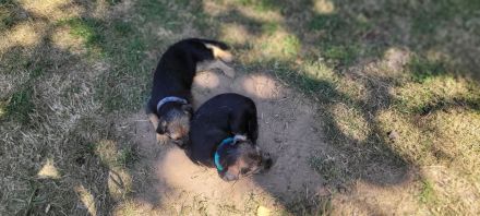 Border terrier welpen