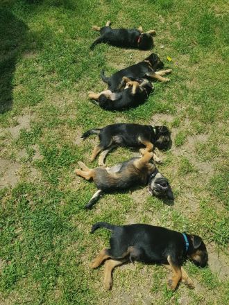 Border terrier welpen