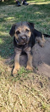 Border terrier welpen