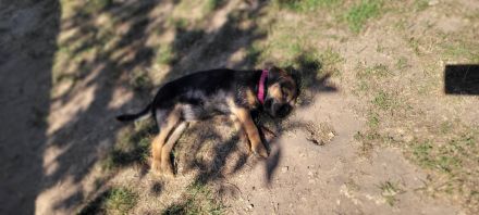 Border terrier welpen