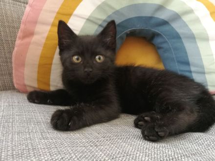 Babykatze Kitten Glückskatze