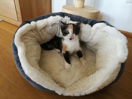 Babykatze Kitten Glückskatze