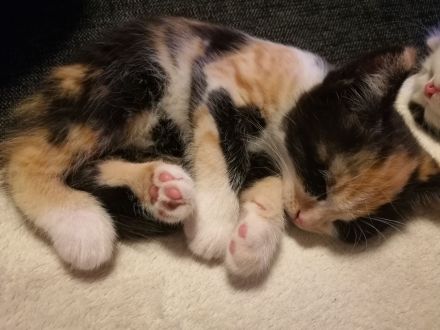 Babykatze Kitten Glückskatze