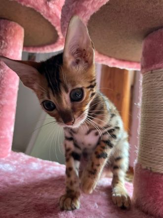 Bengal Kater Kitten 15 Wochen
