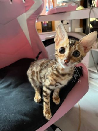 Bengal Kater Kitten 15 Wochen