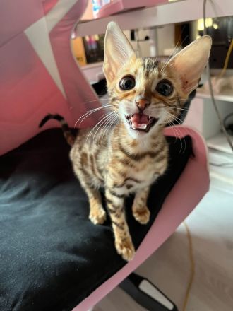 Bengal Kater Kitten 15 Wochen