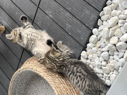 BKH KITTEN (2 Kater noch verfügbar)