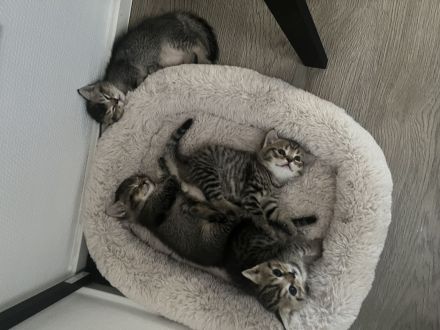 BKH KITTEN (2 Kater noch verfügbar)