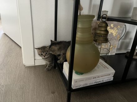 BKH KITTEN (2 Kater noch verfügbar)
