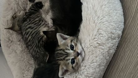 BKH KITTEN (2 Kater noch verfügbar)