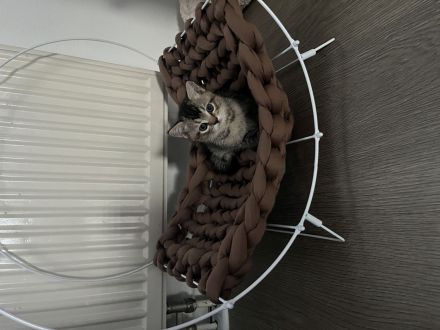 BKH KITTEN (2 Kater noch verfügbar)