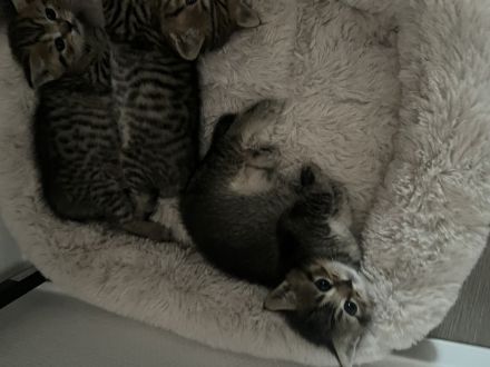 BKH KITTEN (2 Kater noch verfügbar)