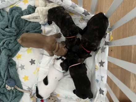 Reinrassige Französische Bulldoggen