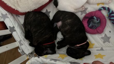 Reinrassige Französische Bulldoggen