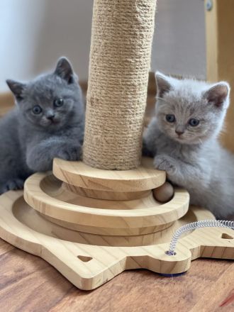 Reinrassige BKH-Kätzchen - Mai Katzen