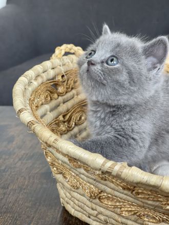 Reinrassige BKH-Kätzchen - Mai Katzen