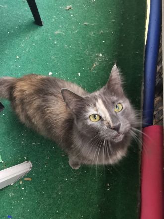 Main coon - norwegische waldkatze und sphynx brush