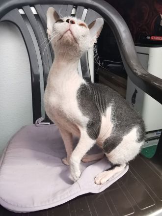 Main coon - norwegische waldkatze und sphynx brush