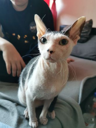 Main coon - norwegische waldkatze und sphynx brush