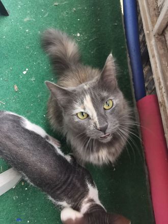 Main coon - norwegische waldkatze und sphynx brush