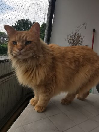 Main coon - norwegische waldkatze und sphynx brush