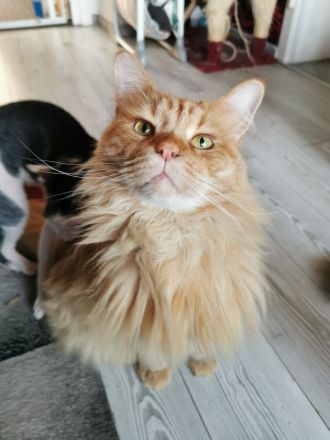 Main coon - norwegische waldkatze und sphynx brush