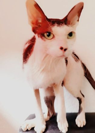 Main coon - norwegische waldkatze und sphynx brush