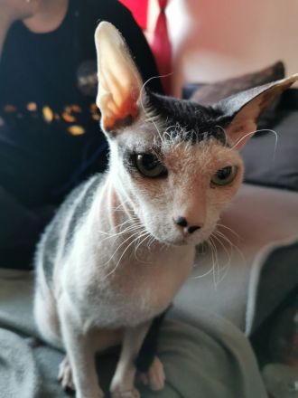 Main coon - norwegische waldkatze und sphynx brush