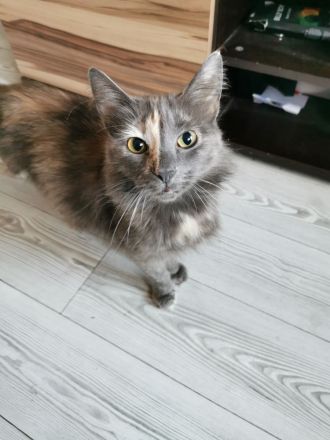 Main coon - norwegische waldkatze und sphynx brush