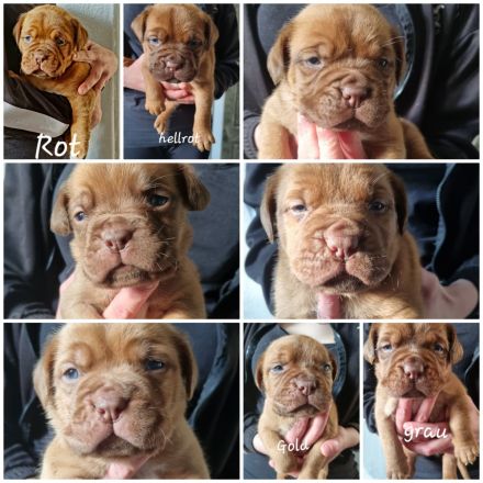 Bordeaux Doggen Welpen