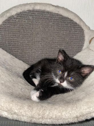 6 wunderschöne Baby Kater