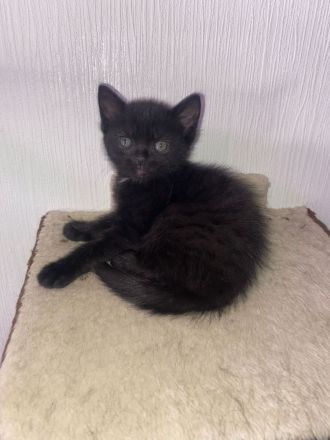 6 wunderschöne Baby Kater