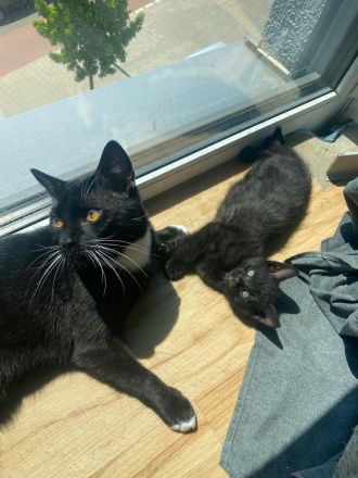 6 wunderschöne Baby Kater