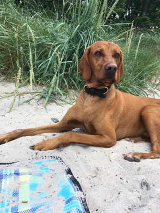 Labrador Viszla Mischlingswelpen